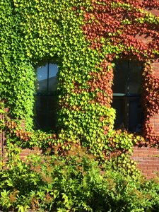 Growing summer windows