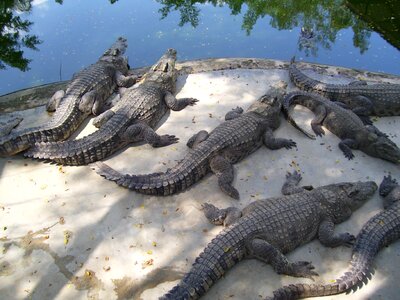 Crocodiles animals the water photo