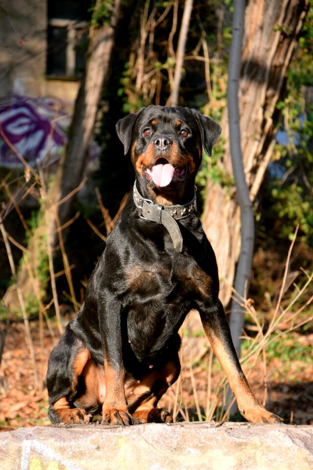 Dog sit sun
