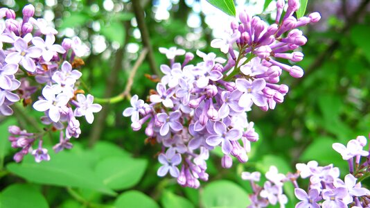 Purple garden branch