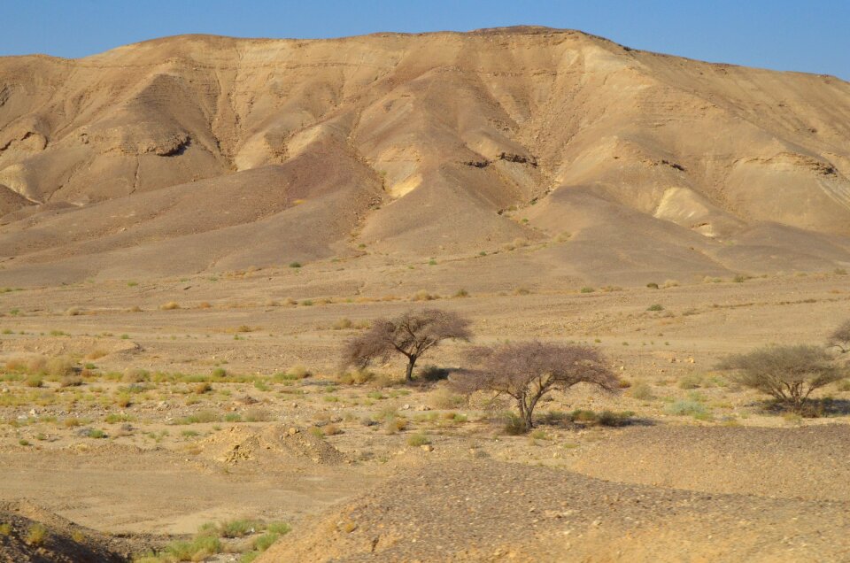 Landscape travel tree
