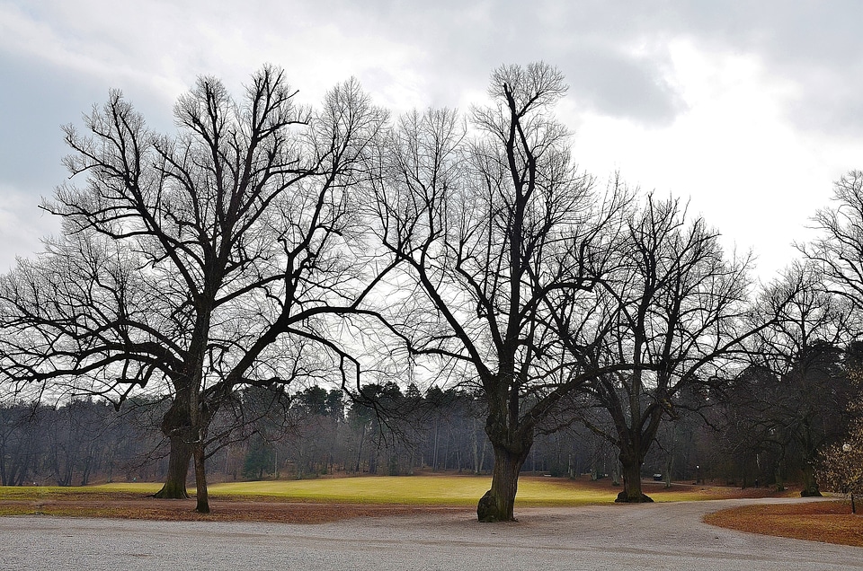 Park tree organic