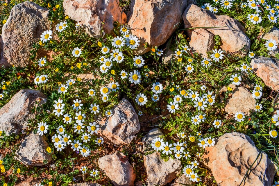 Plant blossom herb