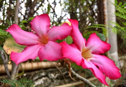 Pink plant the pink flowers