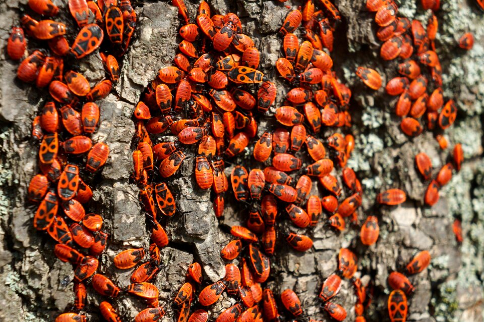 Beetles ruměnice bezkřídlá pyrrhocoris apterus