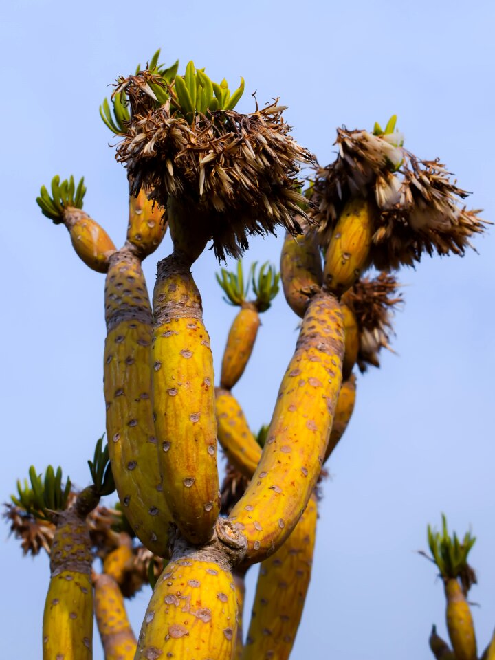 Exotic cactus park ayia napa