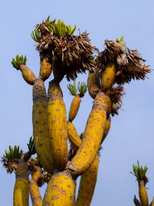 Exotic cactus park ayia napa
