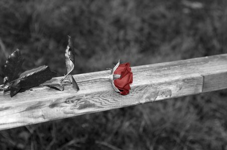 Railing memorial rose railing