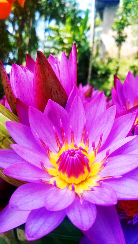 Nature water lily