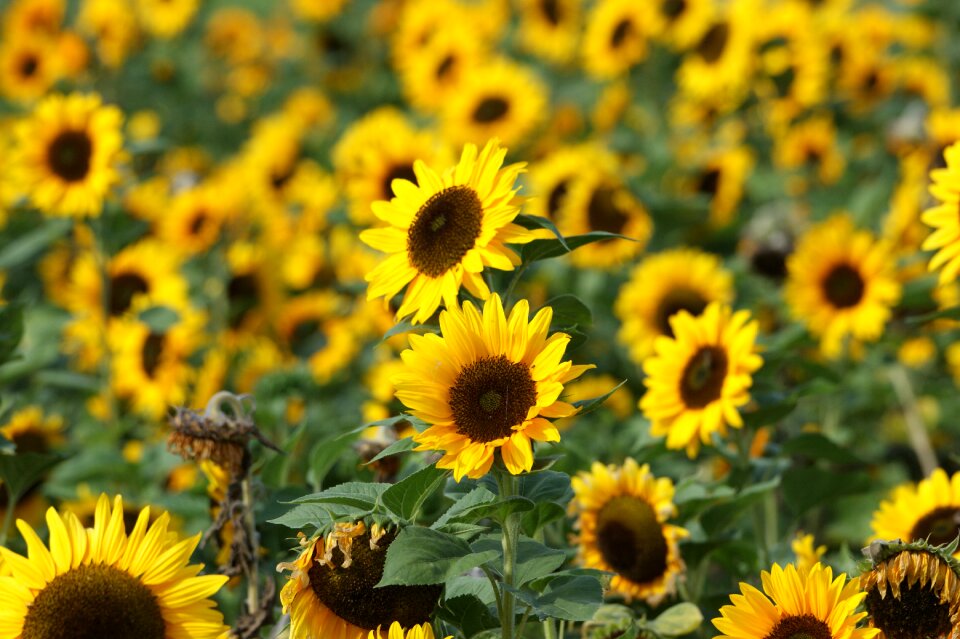 Bloom flower summer