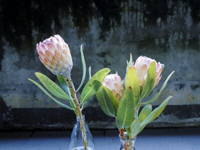 King protea flowering in full bloom