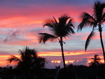 Palm trees paradise photo