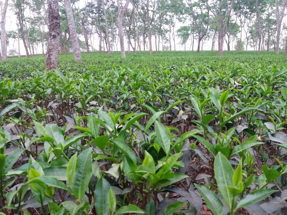 Bangladesh green tea