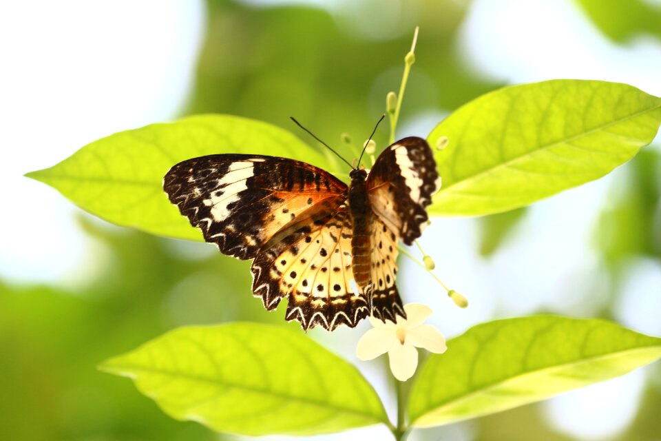 Collection nature