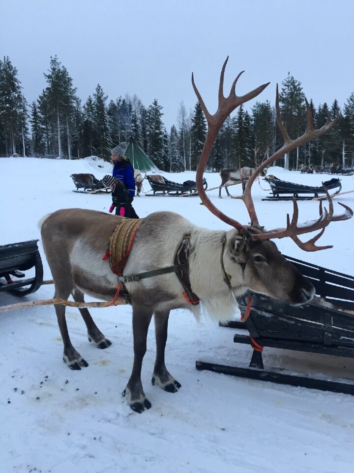 Reindeer snow