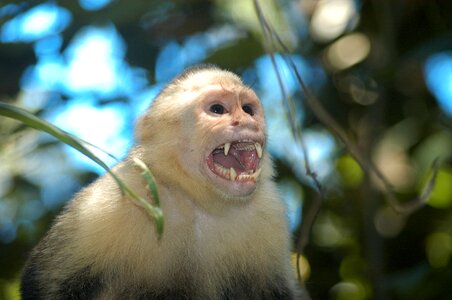 Monkey wild screaming