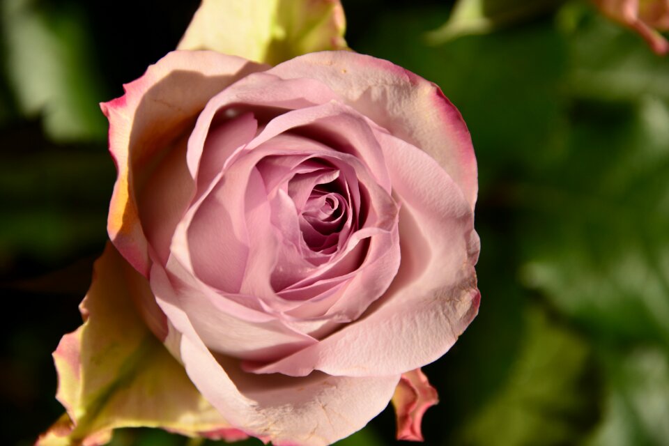 Petals macro rosebush