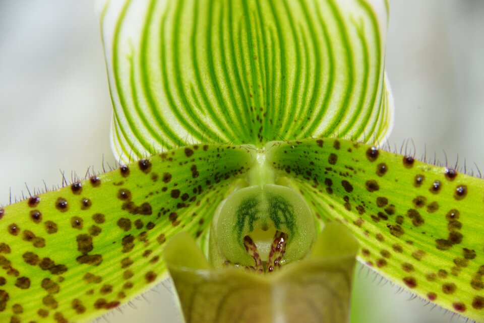 Orchid flower macro