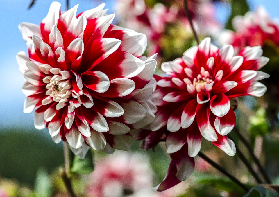 Blossom plant colorful