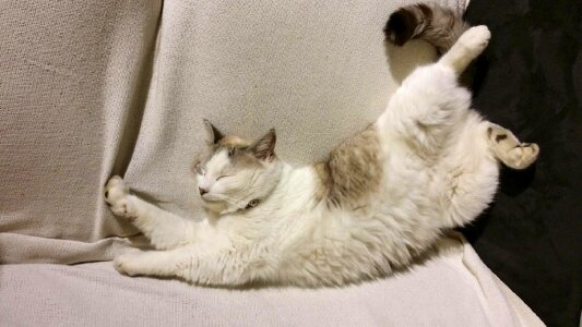 Elongate animals feline