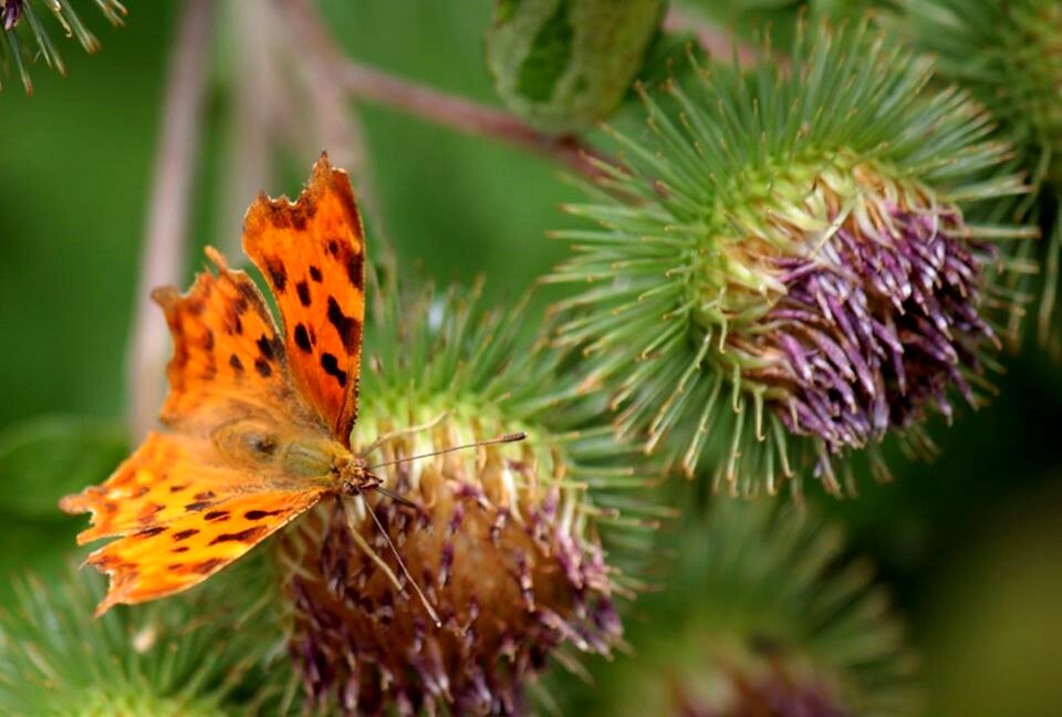 Insect nature wildlife