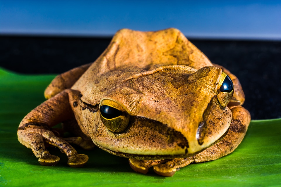 Anuran frog amphibians