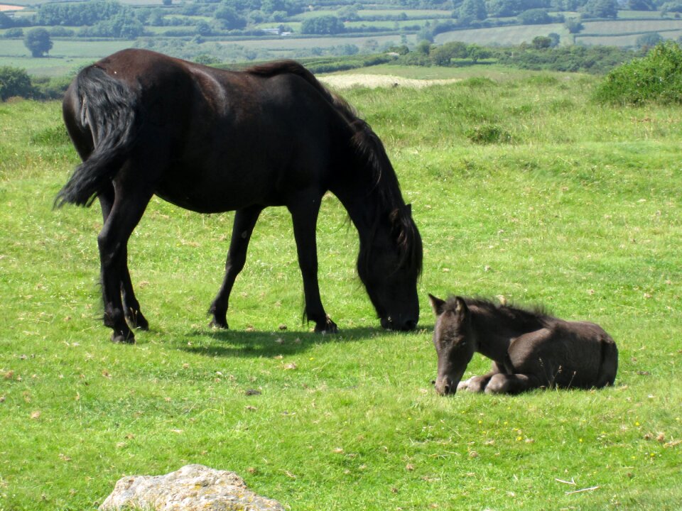 Pony moorland breed