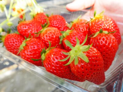 Strawberry red amao strawberry