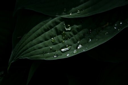 Plant water drops photo