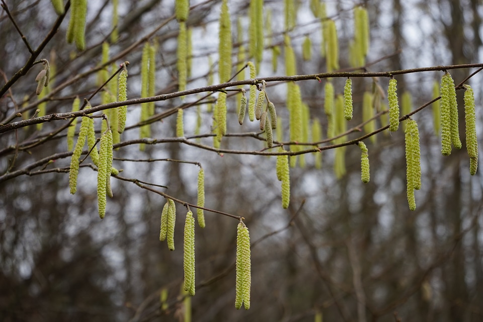 Yellow kitten corylus avellana