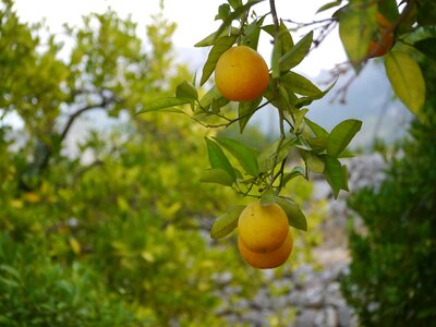 Spain plantation tree