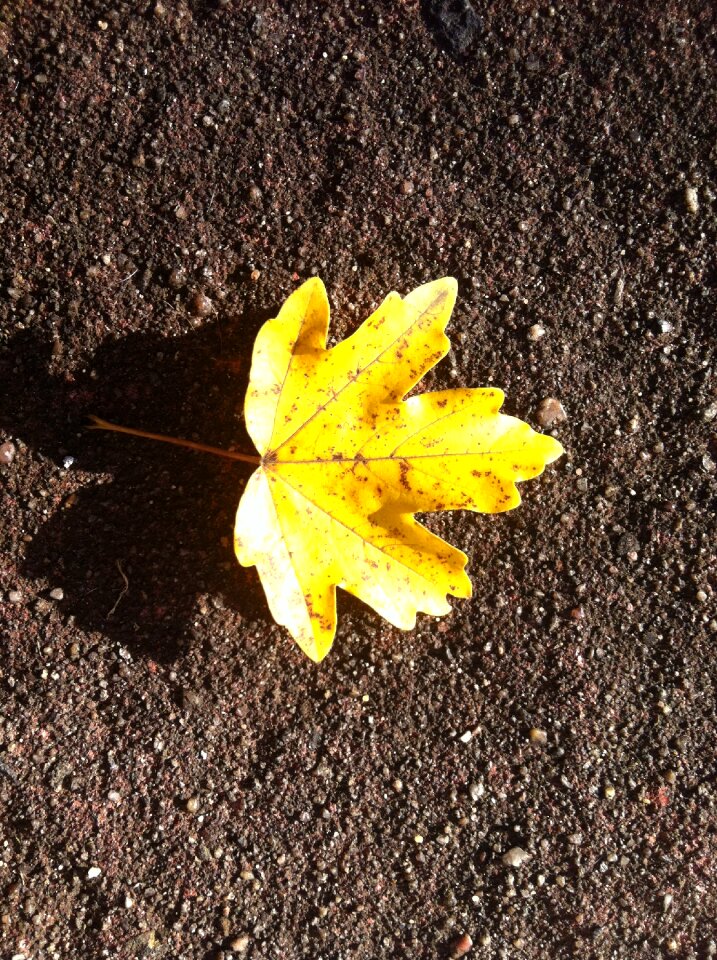 Bright yellow sheet ground