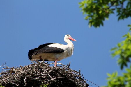 Park garden stork photo