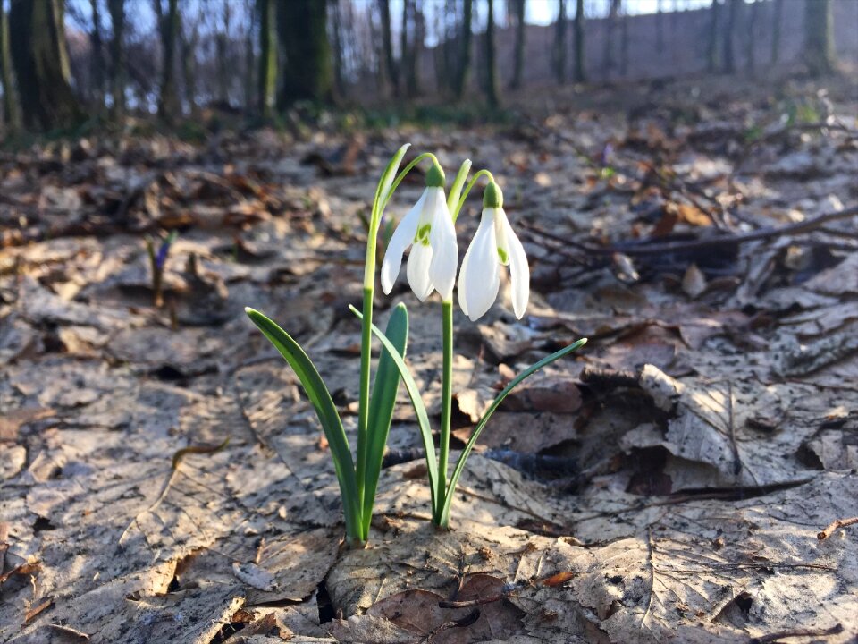 Spring forest nature