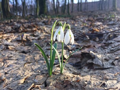 Spring forest nature