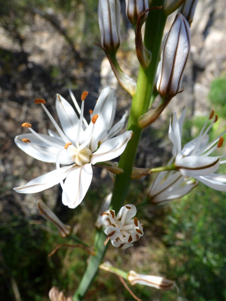 Florir stamens wild lily
