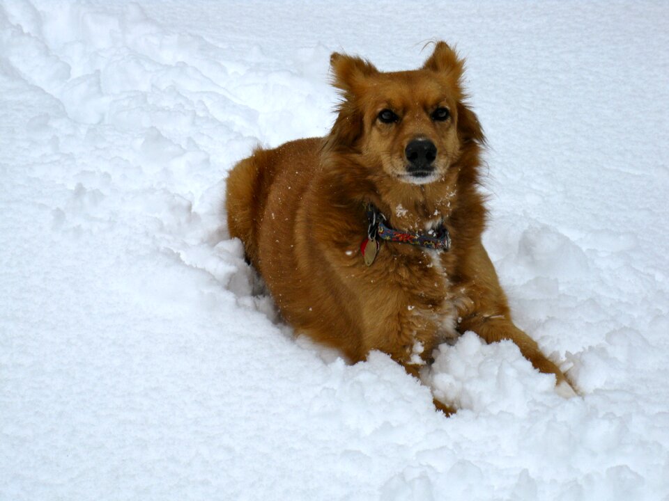 Snow season pet