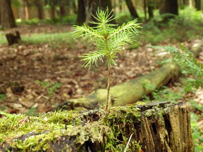 Nature tree seedling grove