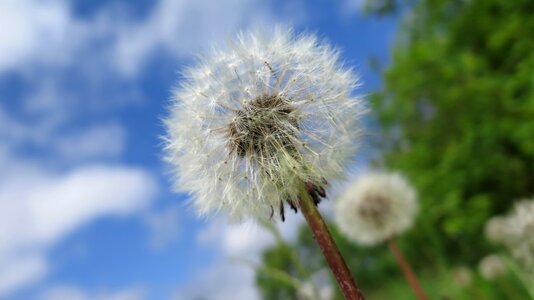 Macro nature white