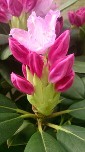 Closeup rhododendron nature photo