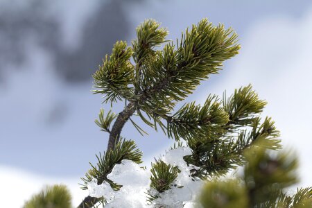 Place pine dwarf pine storey photo