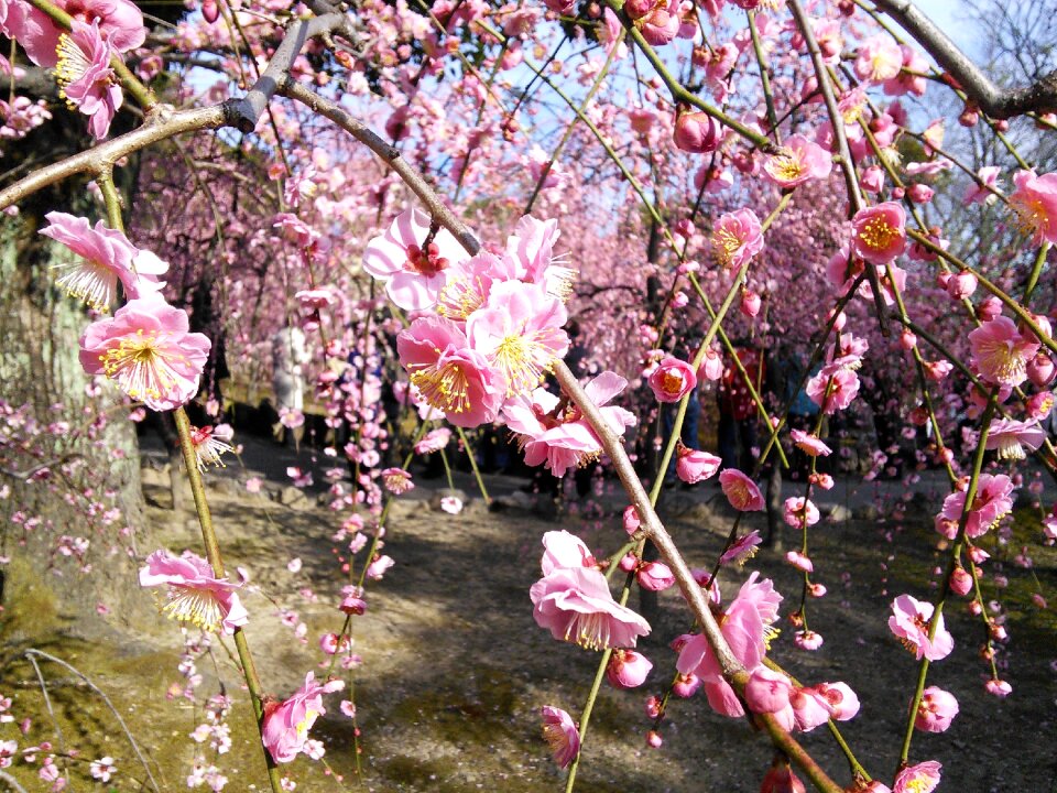Kanbai plum blossoms orchard
