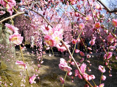 Kanbai plum blossoms orchard
