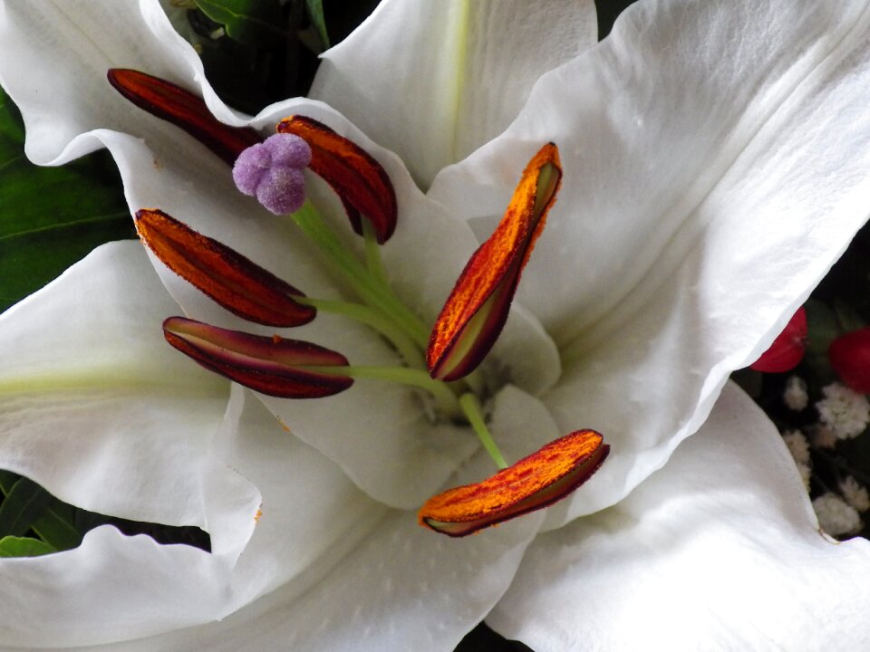 Close up blossom bloom