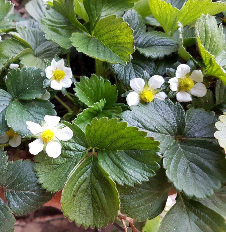 Blossom green strawberry