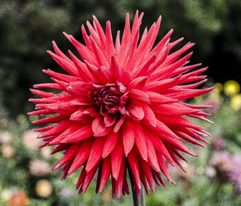 Red pointy bud