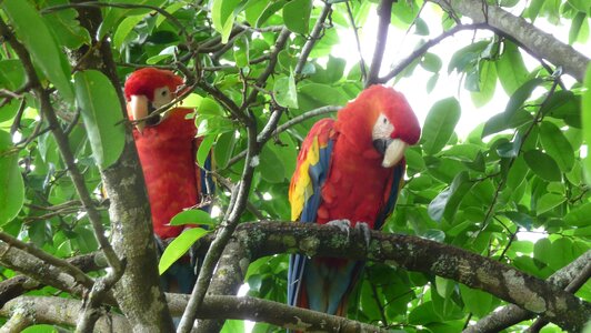 Parrots tree red parrots photo