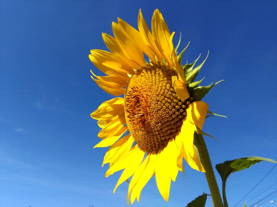 Sky sun flower flowers