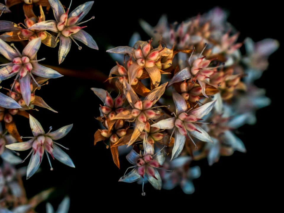 Blossom flora spring