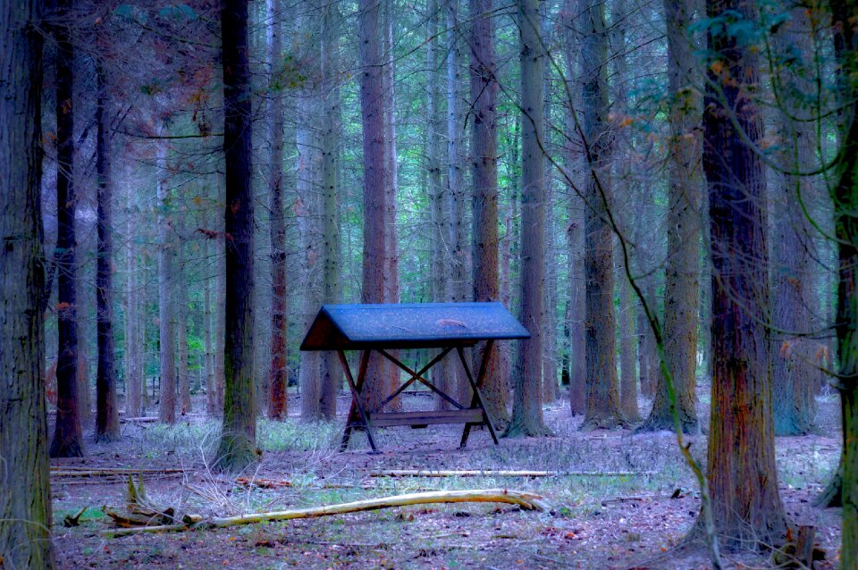 Pine forest coniferous forest fodderhus photo